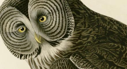 Audubon Audubon
